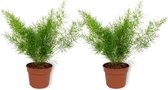 2x Kamerplant Asparagus Sprengeri – Sierasperge - 25± cm hoog – 12 cm diameter