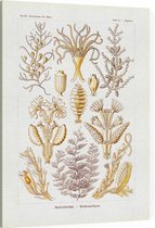 Diphasia - Sertulariae (Kunstformen der Natur), Ernst Haeckel - Foto op Canvas - 75 x 100 cm