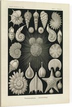 Globigerina - Thalamophora (Kunstformen der Natur), Ernst Haeckel - Foto op Canvas - 45 x 60 cm