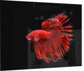 Rode Kempvis op zwarte achtergrond - Foto op Plexiglas - 60 x 40 cm