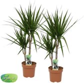 FloriaFor - Duo Dracaena Marginata - - ↨ 80cm - ⌀ 17cm