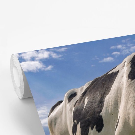 Une vache frisonne broutant par une journée d'été ensoleillée papier peint photo vinyle largeur 375 cm x hauteur 280 cm - Tirage photo sur papier peint (disponible en 7 tailles)
