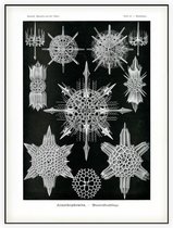 Dorataspis - Acanthophracta (Kunstformen der Natur), Ernst Haeckel - Foto op Akoestisch paneel - 60 x 80 cm