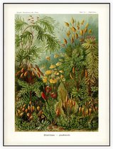 Polytrichum - Muscinae (Kunstformen der Natur), Ernst Haeckel - Foto op Akoestisch paneel - 90 x 120 cm