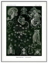 Bassia - Siphonophorae (Kunstformen der Natur), Ernst Haeckel - Foto op Akoestisch paneel - 120 x 160 cm