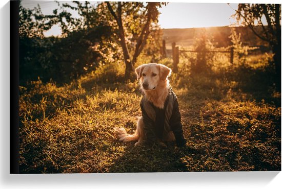 Canvas  - Hond met Jasje in Grasveld - 60x40cm Foto op Canvas Schilderij (Wanddecoratie op Canvas)