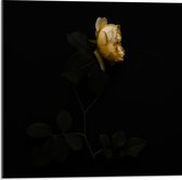 Acrylglas - Gele Roos met Zwarte Achtergrond - 50x50cm Foto op Acrylglas (Wanddecoratie op Acrylglas)
