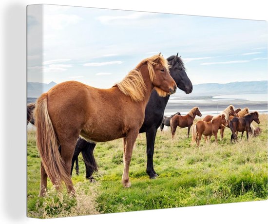Troupeau de chevaux islandais dans l'herbe verte 120x80 cm - Tirage photo sur toile (Décoration murale salon / chambre) / Peintures sur toile animaux sauvages