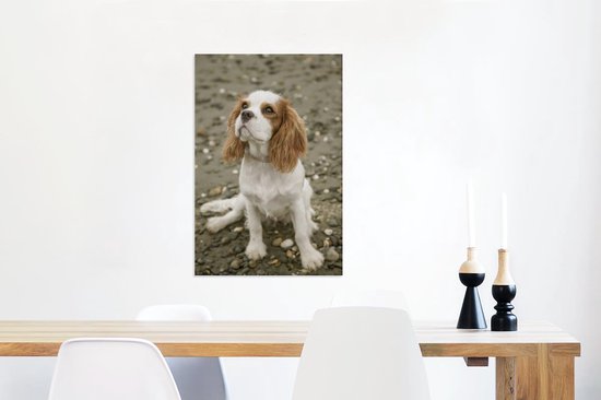 Un Cavalier King Charles Spaniel regarde toile 60x90 cm - Tirage photo sur toile (Décoration murale murale salon / chambre) / Peintures sur toile pour Animaux domestiques