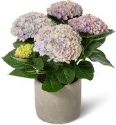 Hortensia Magical® Revolution blauw met sierpot