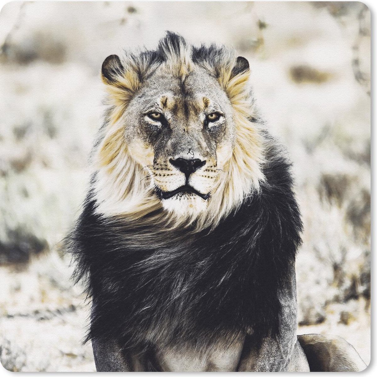 Muismat 30x30 cm - Mousepad Wilde dieren - Leeuw - Zwart - Muismatten