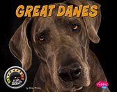 Big Dogs - Great Danes