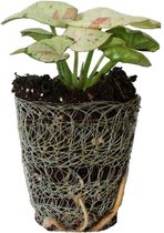 Syngonium Milk Confetti stekje