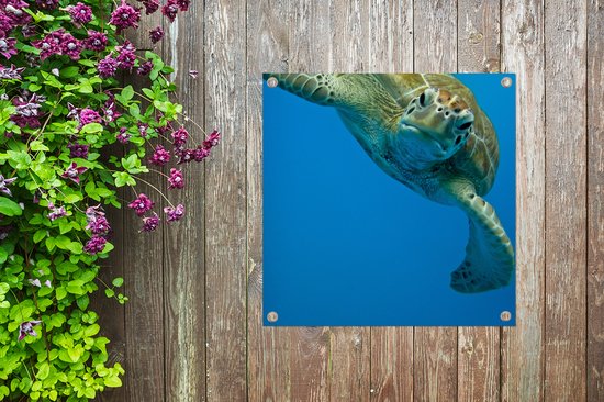 Toile de jardin Impression photo contact visuel avec tortue - 100x100 cm