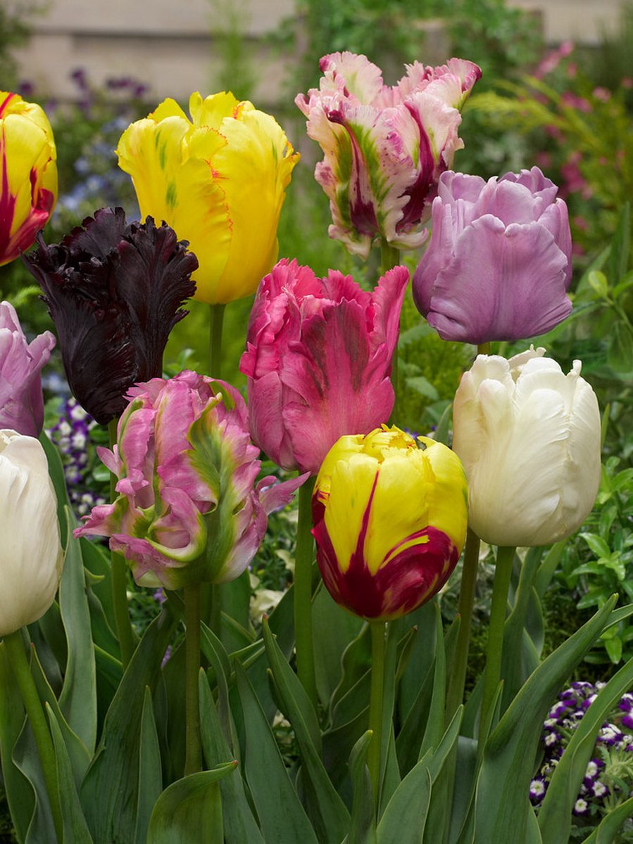 60x Tulpen 'Parkiet gemengd' - BULBi® Bloembollen met bloeigarantie