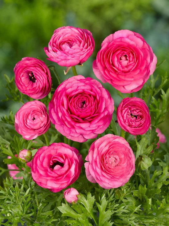 250x Renoncule 'Ranunculus pink' - Bulbes à fleurs et plantes BULBi® avec  garantie de... | bol.com