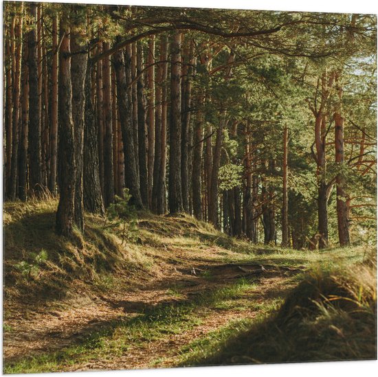 Vlag - Mooi Zonlicht in het Bos - 100x100 cm Foto op Polyester Vlag