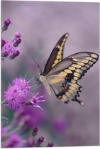 WallClassics - Drapeau - Papillon sur Bloem Violette - 40x60 cm Photo sur Drapeau Polyester