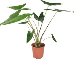 Zynesflora Alocasia Zebrina in Ø 21 cm Plantenpot - Hoogte: 70 - 75 cm - Pijlblad Kamerplant