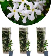 3x Trachelospermum Jasminoides – Toscaanse Jasmijn – Klimplant – Winterhard - ⌀9 cm - 15-20 cm