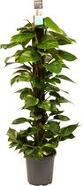 Decorum Scindapsus Mosstok 120 cm - Kap Scindapsus - Groene Plant- Hoogte  120 cm