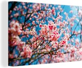 Fleur de cerisier avec ciel bleu toile 30x20 cm - petit - Tirage photo sur toile (Décoration murale salon / chambre) / Peintures sur toile Fleurs
