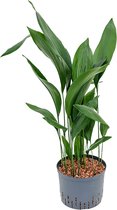 Aspidistra elatior XL hydrocultuur plant