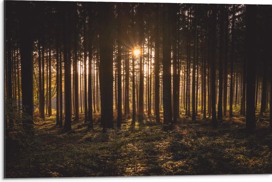 WallClassics - Dibond - Ondergaande Zon tussen de Bomen - 75x50 cm Foto op Aluminium (Wanddecoratie van metaal)