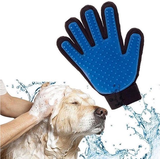 Un chien est lavé avec un gant bleu anti-poils d'animaux.
