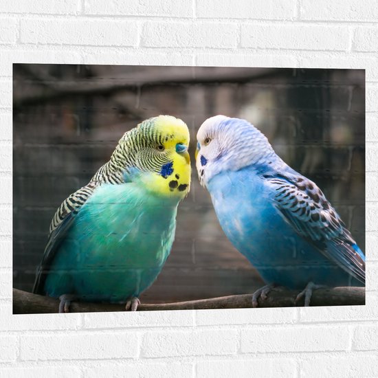 Foto: Wallclassics muursticker twee verliefde parkieten 80x60 cm foto op muursticker