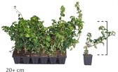 18 stuks | Klimhortensia P9-tray - Zeer winterhard - Bladverliezend - Bloeiende plant - Populair bij vogels - Snelle groeier