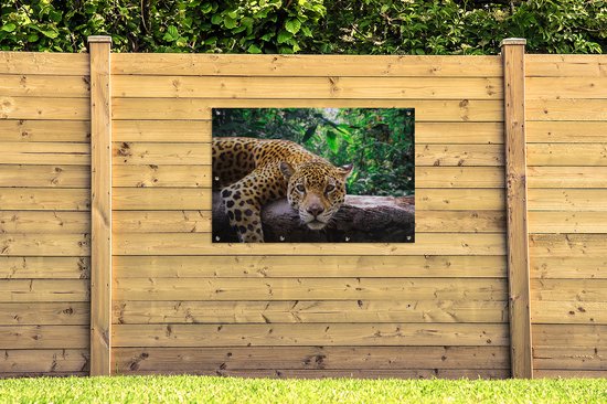 Jaguar repose de jardin affiche en vrac 120x80 cm - Toile de jardin / Toile d'extérieur / Peintures pour l'extérieur (décoration de jardin)