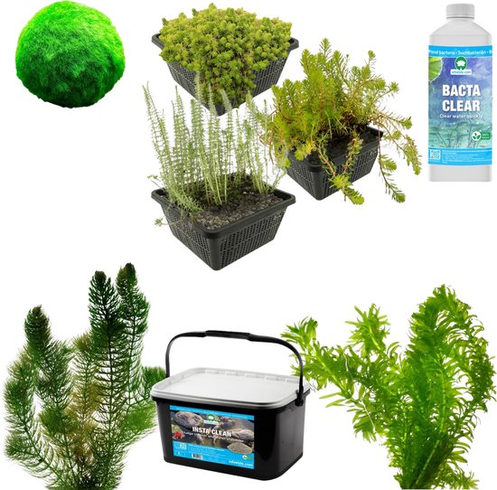vdvelde.com - Algen Vijver Bestrijden en Voorkomen Pakket - M - 500 - 1.250 L - 24 planten voor 500 - 1.250 L - Voorkomt en bestrijdt alle soorten alg in de vijver - Plaatsing: -1 tot -100 cm