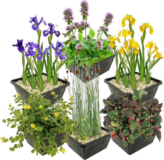 vdvelde.com - Moerasplanten Set - L - Combi set - 24 planten - Plaatsing: -1 tot -10 cm