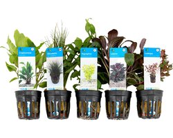Bloomique - Mix van 5 - Aquarium Planten - Zoetwater Planten - Zuiverend - Zuurstof Planten - Ludwigia, Hygrophila, Eleocharis, Lobelia, Cryptocoryne - Hoogte 5-20 cm