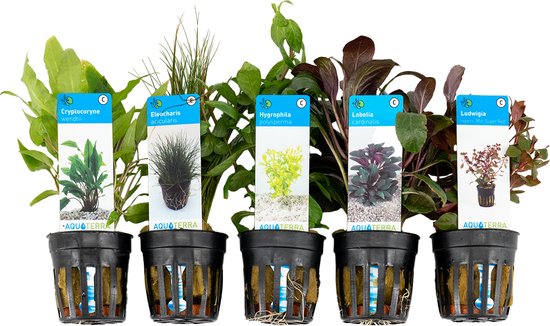 Bloomique Mix van 5 Aquarium Planten