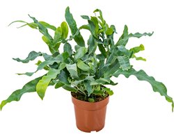 Bloomique - Phlebodium Blue Star - Blauwvaren - Kamerplanten - Luchtzuiverend - Diervriendelijk - Hoogte 20-30 cm - Pot 12 cm