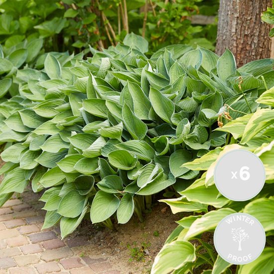 Une grande et luxuriante plante de hosta verte dans un jardin avec un chemin de briques, avec indications 'x6' et 'Winter Proof'.
