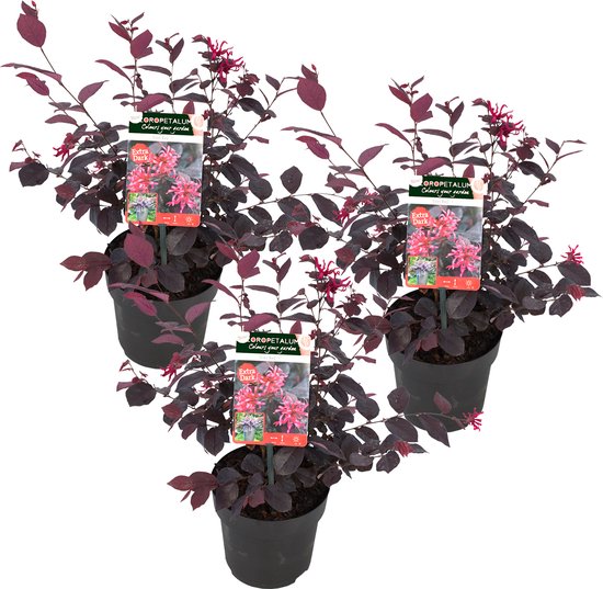 Heksenstruik per 3 stuks | Loropetalum 'Ever Red' - Buitenplant in kwekerspot ⌀13 cm - ↕25-30 cm