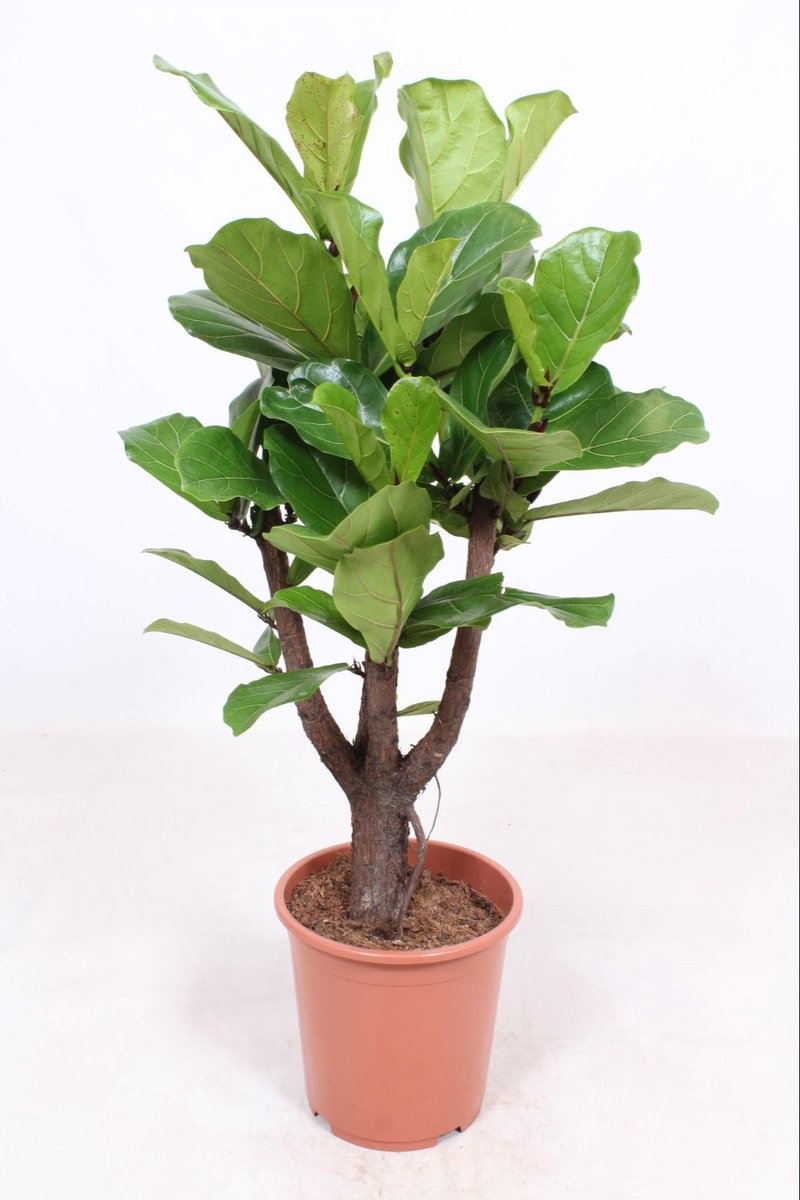 Green Harmony | Ficus Lyrata vertakt - Ø27cm - 120cm