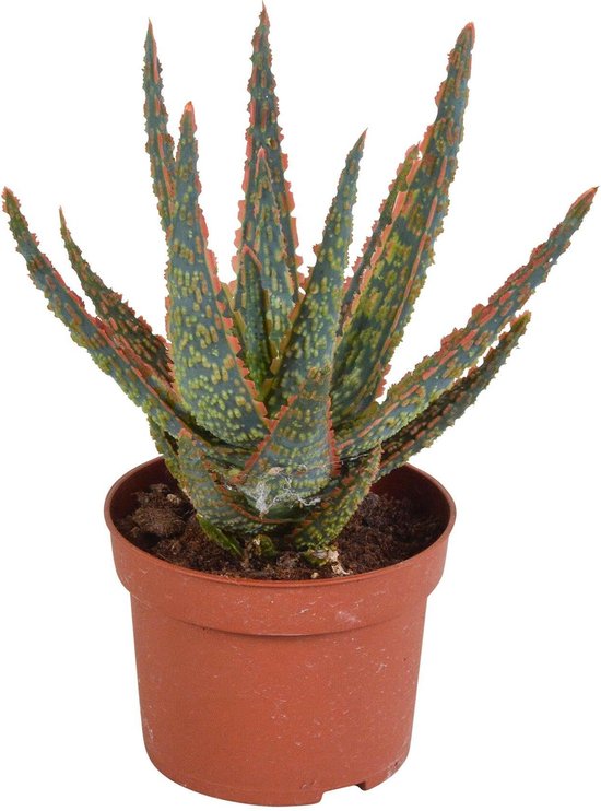 Aloë zebrina