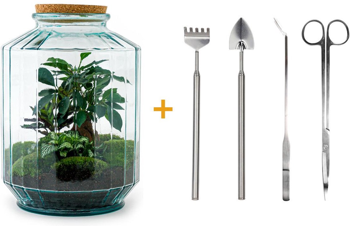 Green Harmony | DIY terrarium - Botanical garden XL -  35 cm