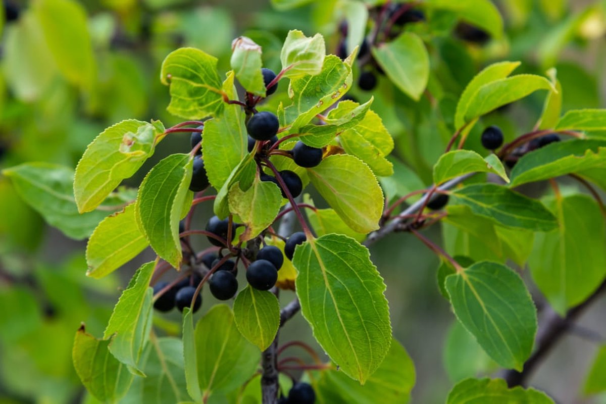 Wegedoorn 100-125 cm (in pot) - Rhamnus cathartica - Ø26 cm - inheemse plant - trekt vogels en insecten aan - onderhoudsarm