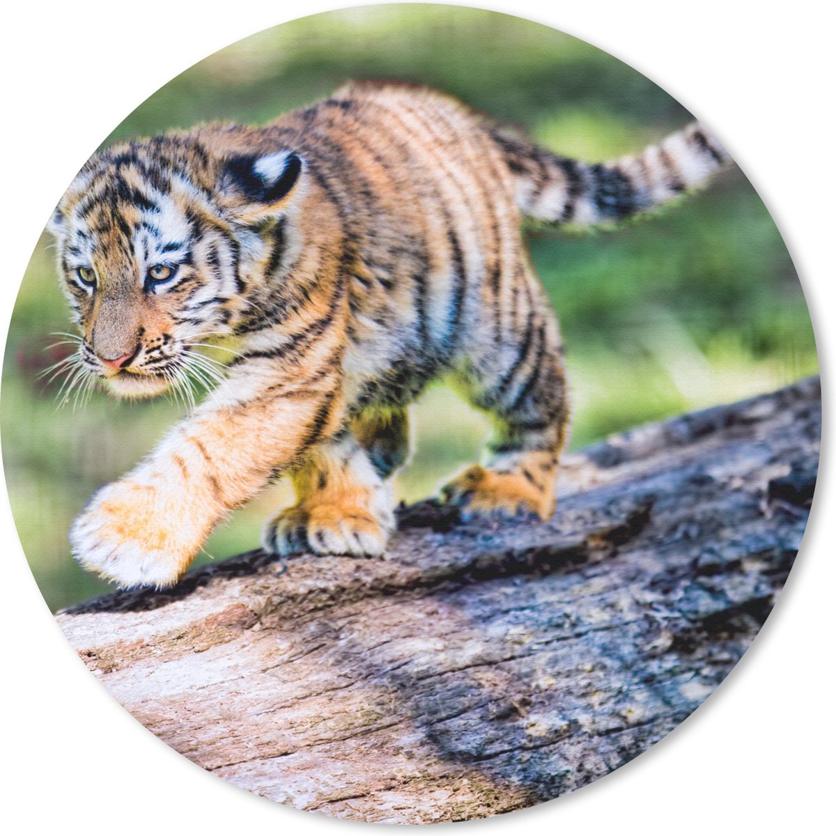 Muismat rond 40x40 cm - Mousepad Tijger - Welp - Boom - Ronde muismatten