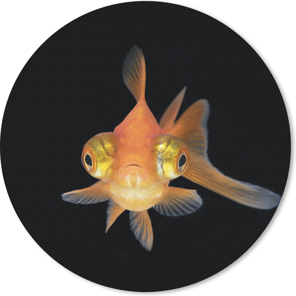 Muismat rond 50x50 cm - Mousepad Goudvis - Zeedieren - Ogen - Ronde muismatten