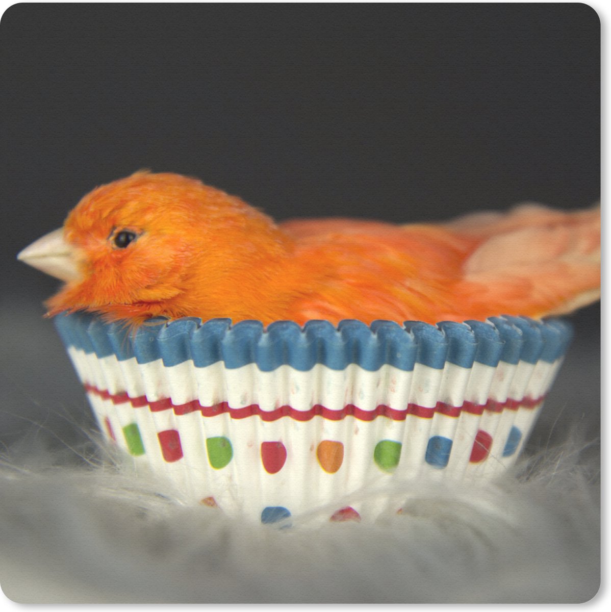 Muismat 30x30 cm - Mousepad Vogel - Cupcake vormpjes - Portret - Muismatten