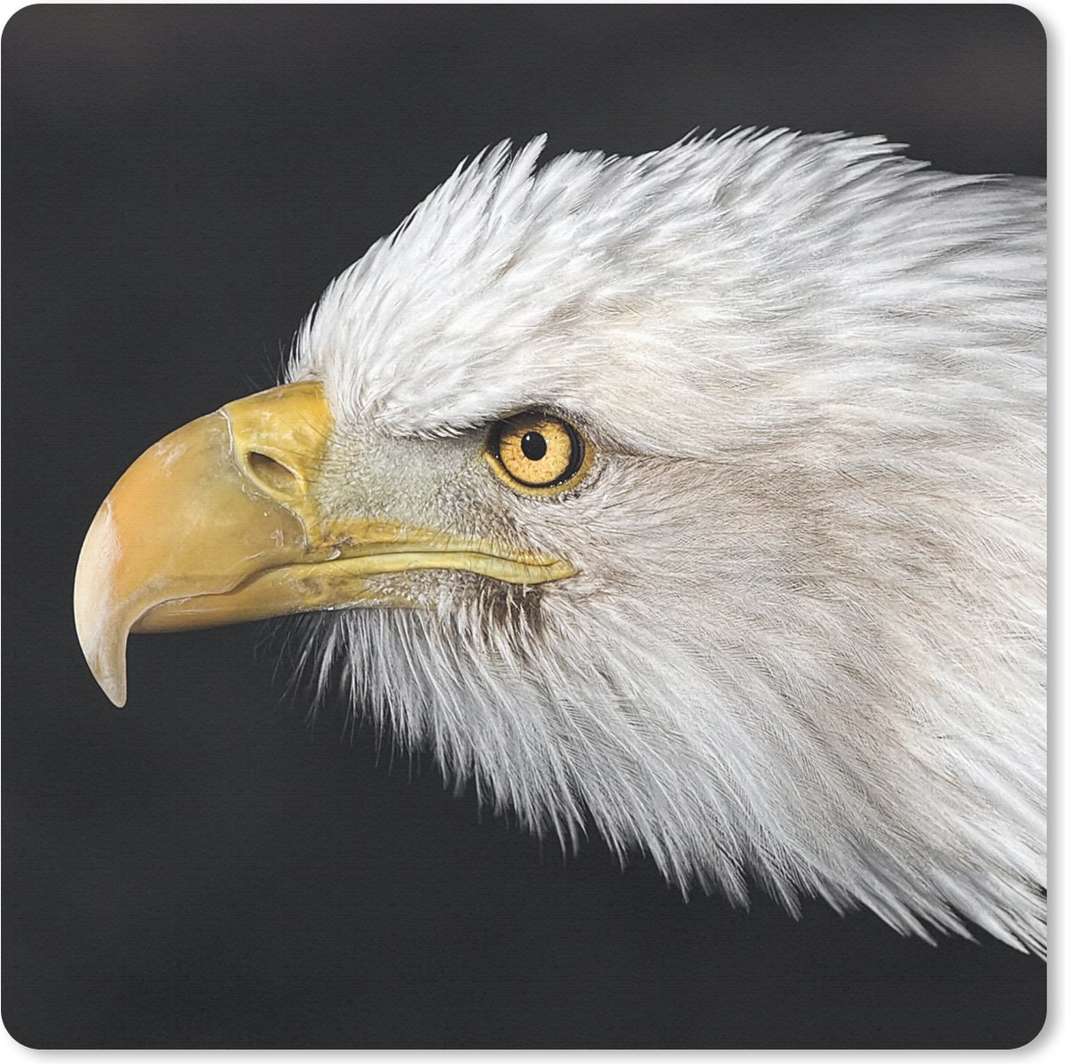 Muismat 30x30 cm - Mousepad Adelaar - Vogel - Snavel - Ogen - Muismatten