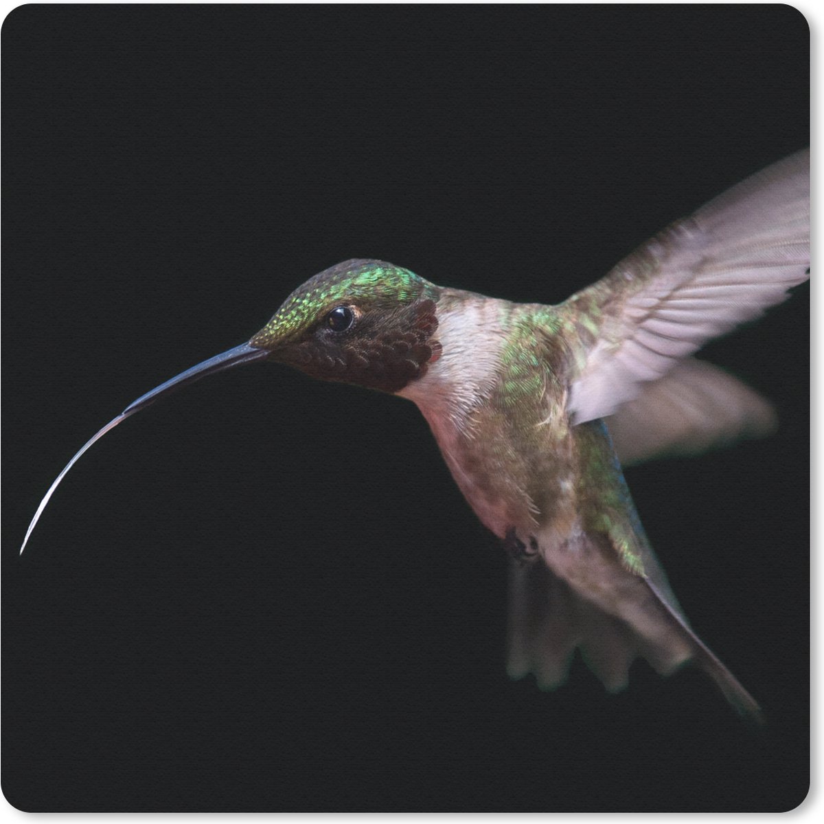 Muismat 30x30 cm - Mousepad Kolibrie - Vogel - Veren - Muismatten