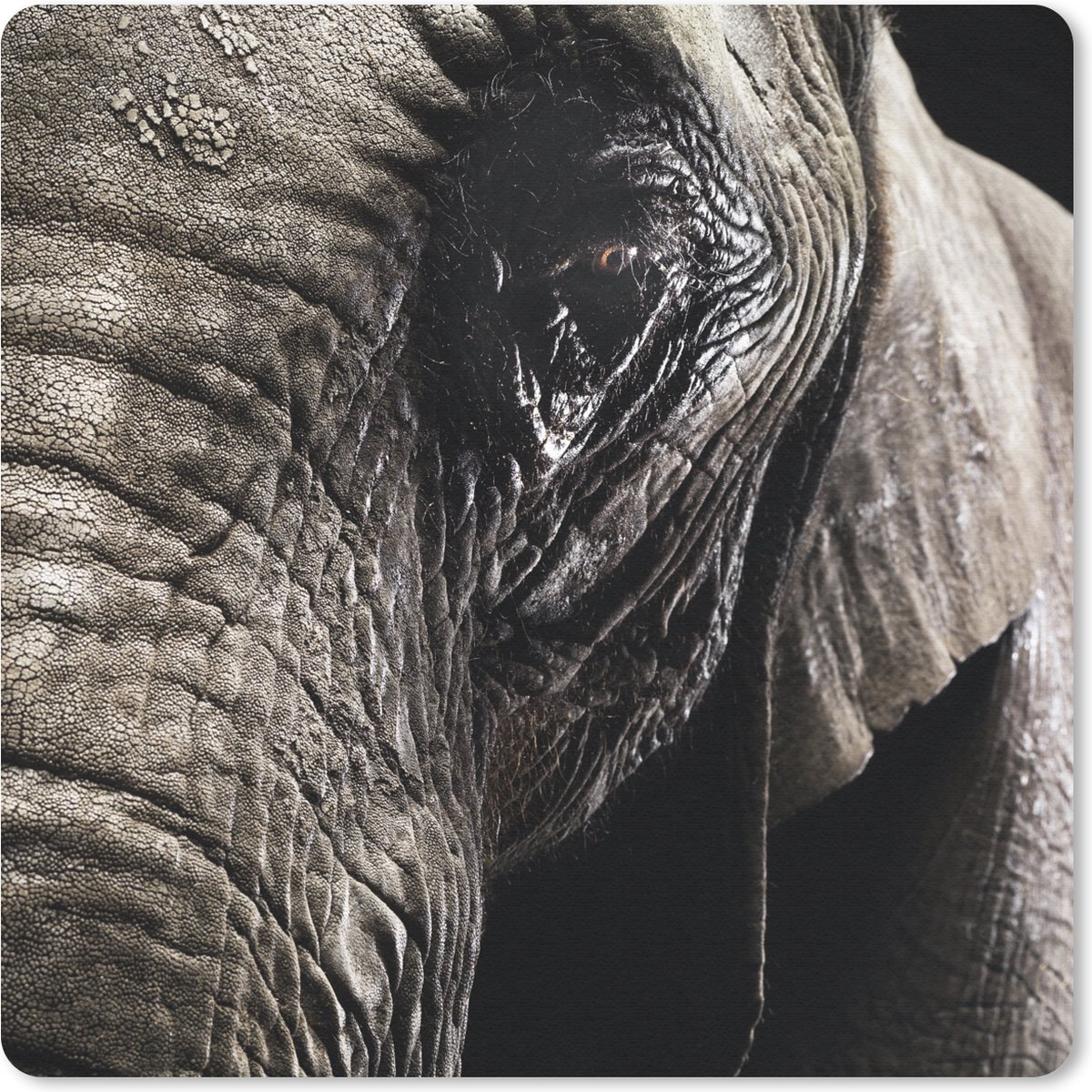 Muismat 20x20 cm - Mousepad Olifant - Dieren - Close up - Zwart - Muismatten