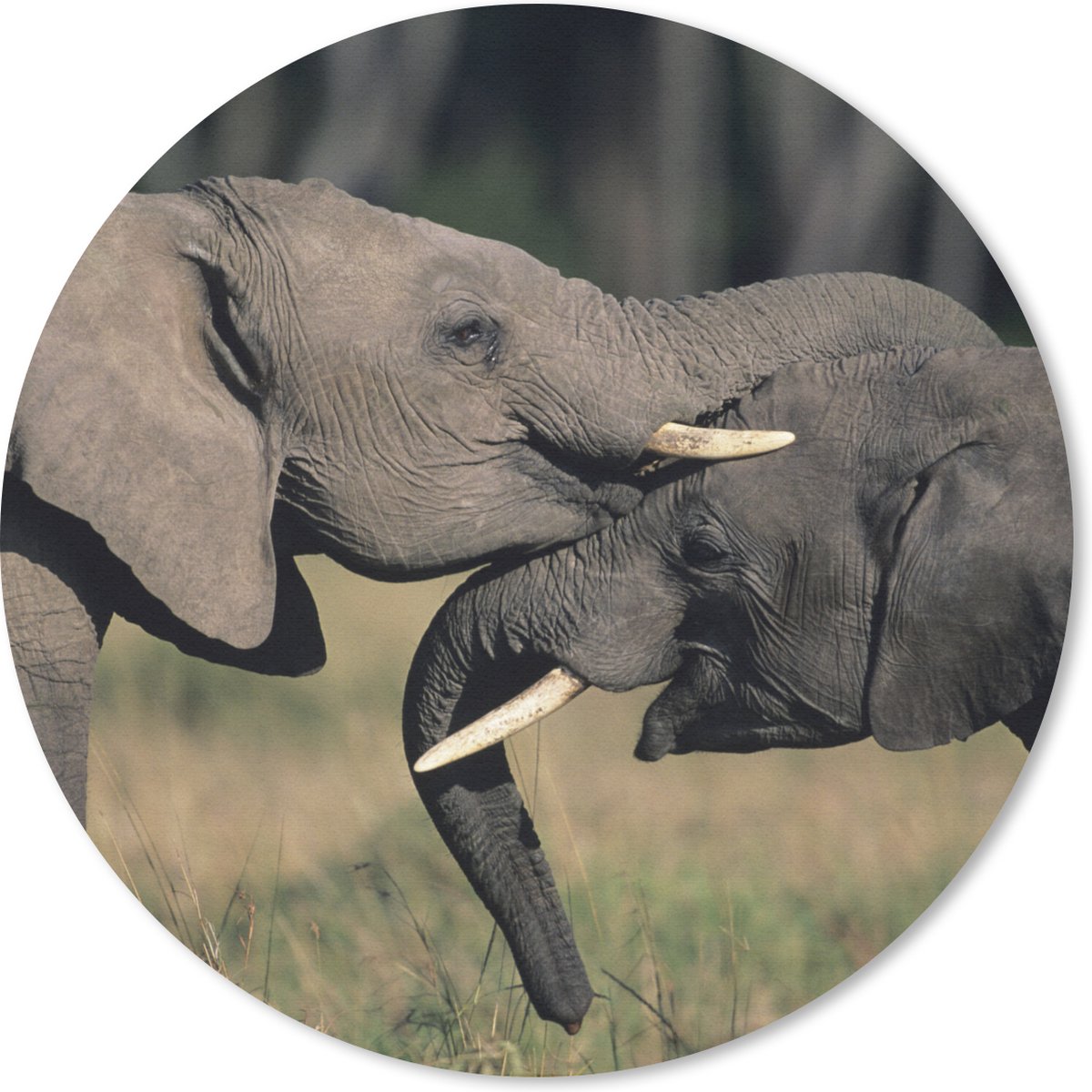 Muismat rond 40x40 cm - Mousepad Olifant - Dieren - Grijs - Natuur - Ronde muismatten